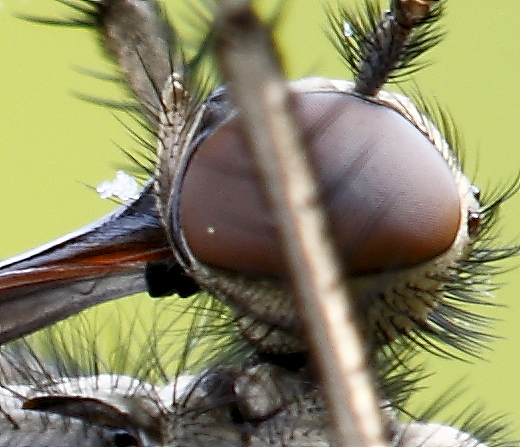 Femmina di Empis tessellata